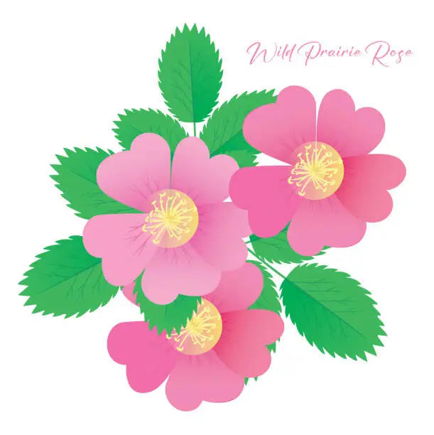 Vector illustration of North Dakota State Flower, Wild Prairie Rose