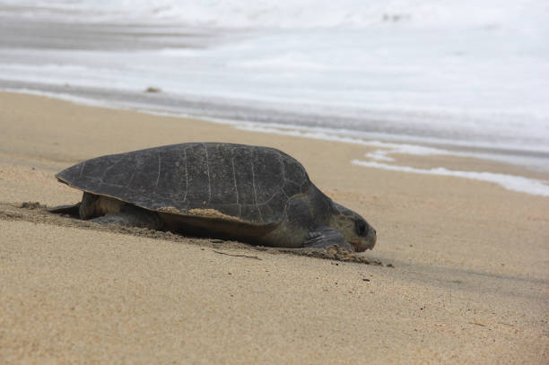 istock Turtle heading to the sea. 2110611900