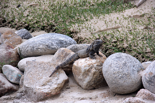 Photographed spotted iguana on rocks.