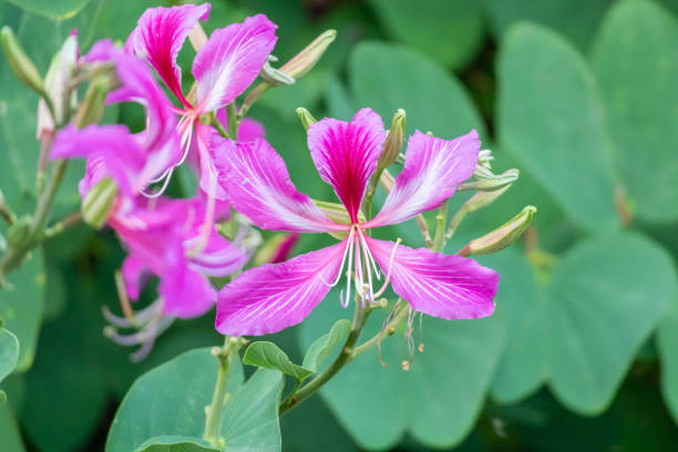 istock Pink Bauhinia flower blooming on tree close up 2110618339