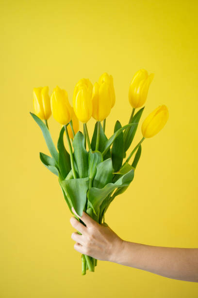 istock Hand Holding Bouquet of Yellow Tulips 2110620063