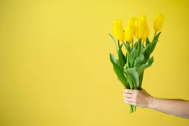 istock Hand holding yellow tulips bouquet on yellow 2110620064