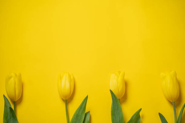 istock Row of Yellow Tulips on Yellow Background 2110620067