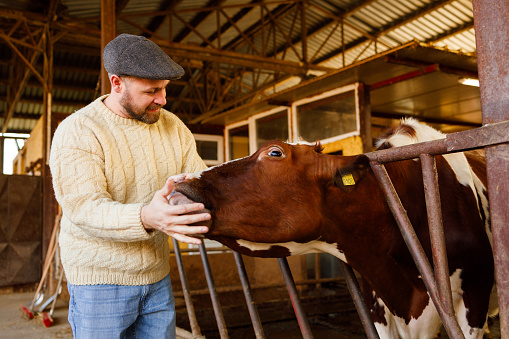 A farmer affectionately pets a cow poking its head through the barn fence, illustrating the close bond between livestock and farmer.