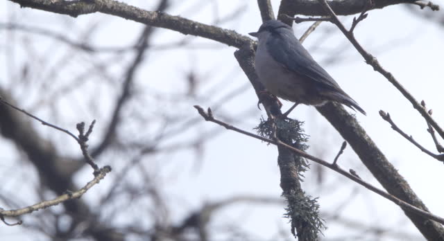 Eurasian nuthatch (Sitta europaea) - singing bird