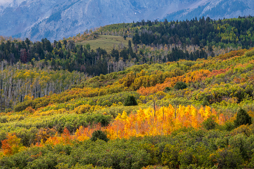 Forest in Autumn, San Juan Mountains, Colorado, USA