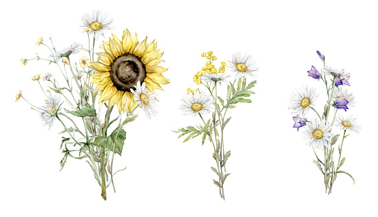 Watercolor set of bouquet of daisy and sunflower flowers. Commy tansy and little violet bell botanical plants. Hand drawing illustration on isolated background. Composition from summer meadow flowers.