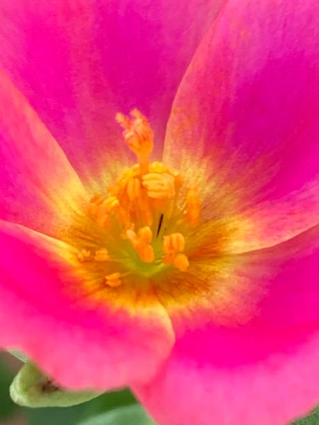istock Close up of pink flower 2110648336