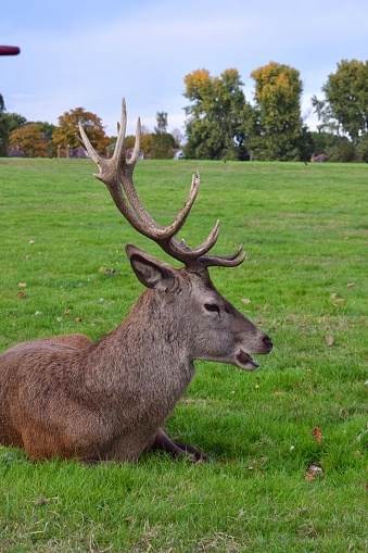 Portrait of a large male red deer with big antlers resting in a green field. Wollaton Hall public deer park in Nottingham, England.