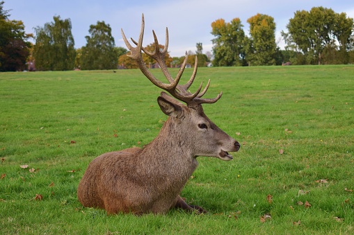 Portrait of a large male red deer with big antlers resting in a green field. Wollaton Hall public deer park in Nottingham, England.