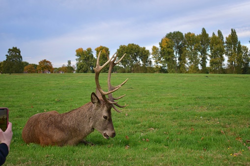 Portrait of a large male red deer with big antlers resting in a green field. Wollaton Hall public deer park in Nottingham, England.