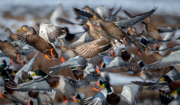 Large group of ducks taking off and flying