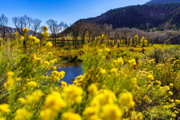 istock Rabbitbrush and Autumn Colors Along Scenic River 2110663091