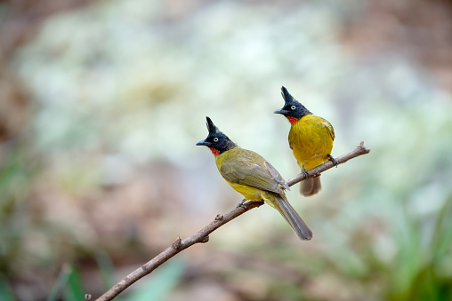 A pair of birds is sitting on a branch, Black-crested Bulbul