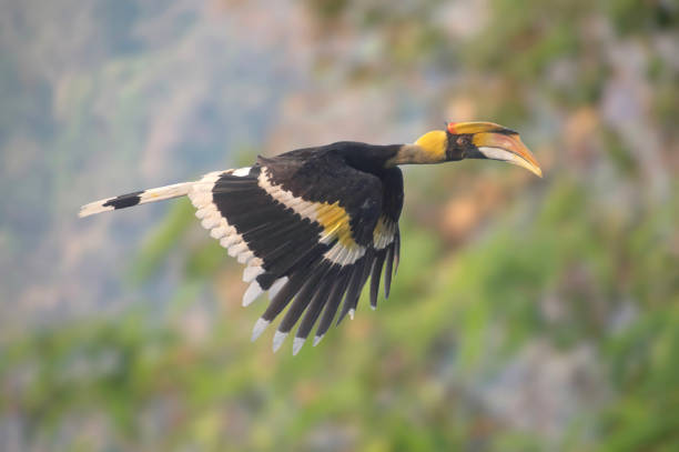 istock A hornbill is flying with a beautiful scenery in the background 2110675682