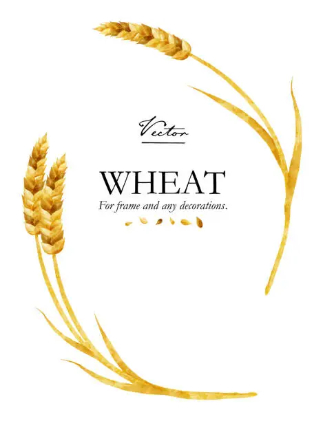 Vector illustration of Vector illustration set of curving wheat and wheat  seeds. Watercolor style.