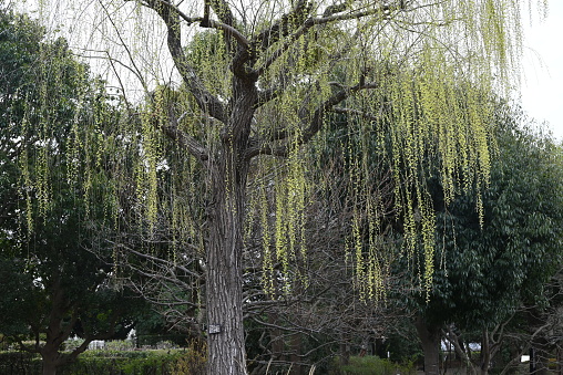 Fresh greenery and male flowers of Weeping Willow. Salicaceae Dioecious deciduous tree. Flowering period is from March to April.