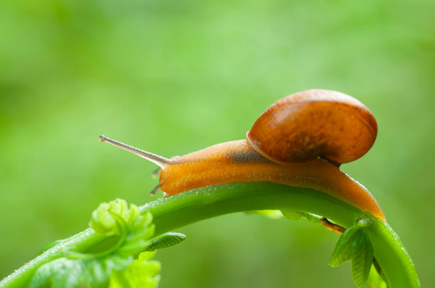 Small air-breathing land snail Succinea putris crawling in the leaves of river banks