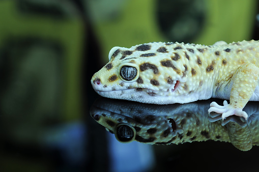 Close Up of Leopard Gecko or Eublepharis macularius in Reflection Glass