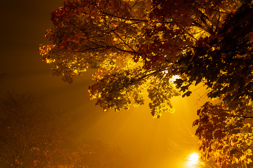 Yellow eerie lights glowing through leaves in night