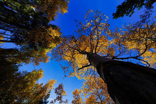 Aspen Fall Colors - Scenic autumn landscape in Aspen tree forest with warm sunset light and blue sky.