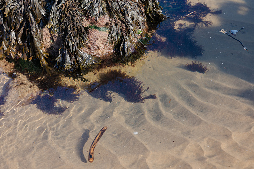 Horizontal seascape of seaweed washed up on sandy shoreline with surrounding rocks seen on beach walk at Byron Bay NSW Heads NSW Australia