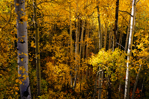 Aspen Fall Colors - Scenic autumn landscape in Aspen tree forest with warm sunset light and blue sky.