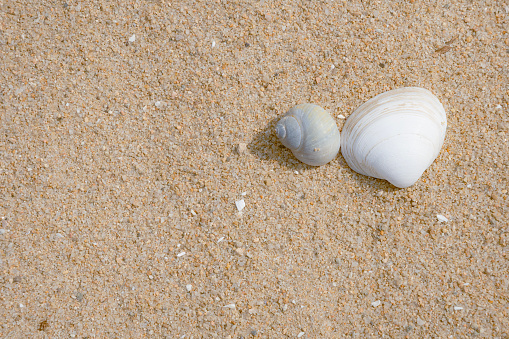 Seashells isolated on the sand.