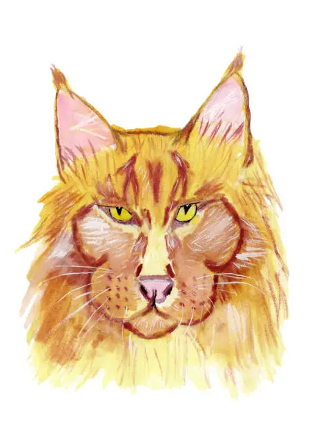 Vector illustration of Portrait of mainecoon cat.