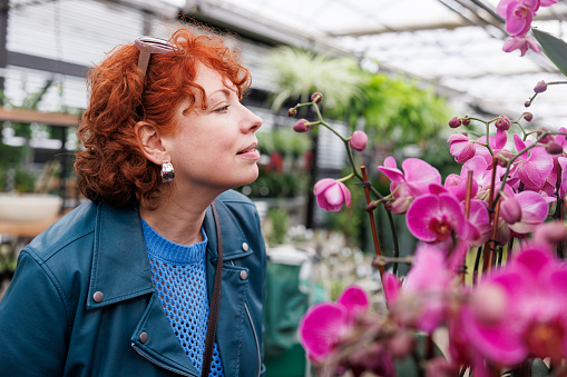 Caucasian mature red haired woman with glasses on her head, admiring pink orchids (Orchidaceae) in a greenhouse