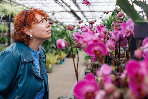 Caucasian mature curly ginger woman with glasses on her head, admiring pink orchids (Orchidaceae)  in a greenhouse