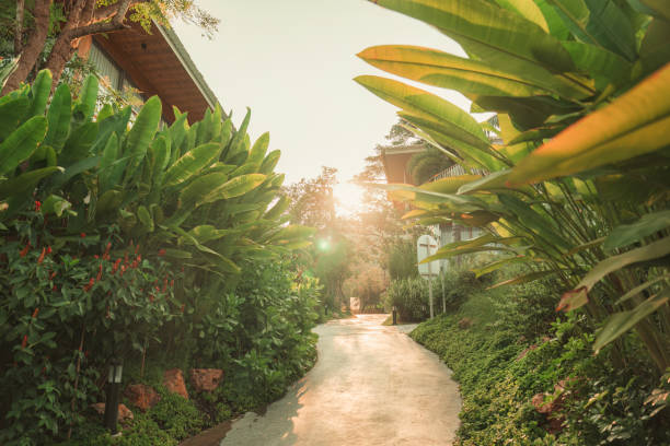 Tropical ornamental garden and pathway in the morning