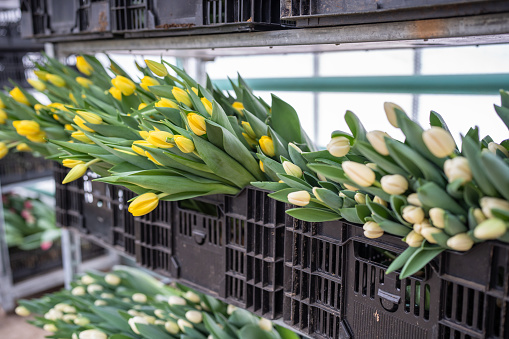 Yellow fresh cut tulips in plastic boxes on racks closeup, ready for wholesale. Collecting large batch of flowers at greenhouse before holidays. Floral seasonal agribusiness