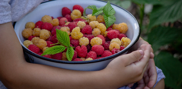 Hands full of many various berry fruits. In the background are raspberry plant. Everything is grown on organic farm and ready to eat after picking.