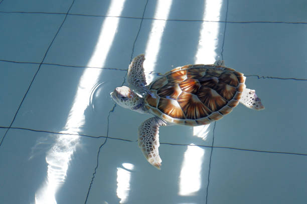 green sea turtle (chelonia mydas) stock photo