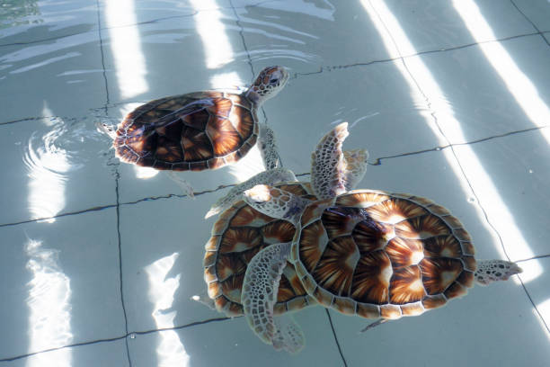 green sea turtle (chelonia mydas) stock photo