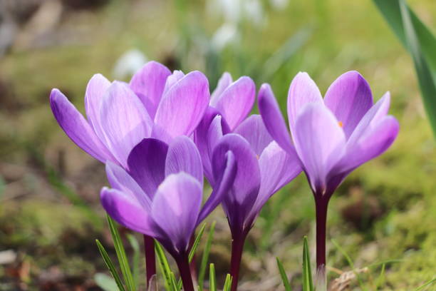istock A group of white and purple crocuses 2110796362