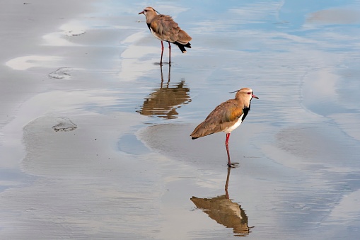 Bird Southern lapwing or Quero Quero in Brazil walking on the sand of the beach near the sea.