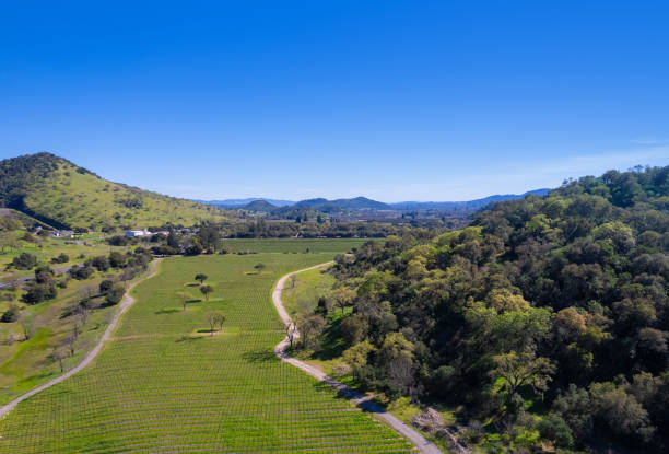 istock Napa, California vineyard field - aerial view drone 2110851342