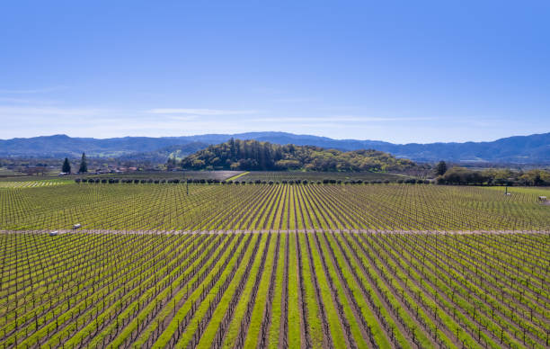 istock Napa, California vineyard field - aerial view drone 2110851345
