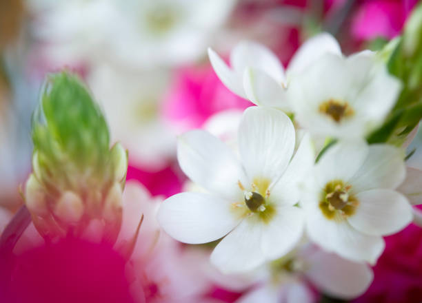 Cherry blossom with pastel  background from sweden nature
