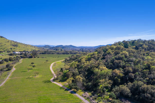 istock Napa, California vineyard field - aerial view drone 2110851873