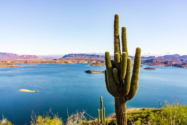A large saguaro cactus at Lake Pleasant in Arizona