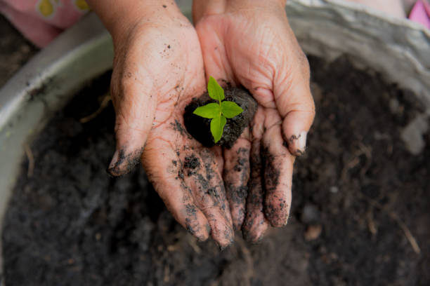 Eco green earth environment concept. Hand with growing tree on earth day with sunlight bokeh in morning. Save world energy protect by plant tree in soil and watering.