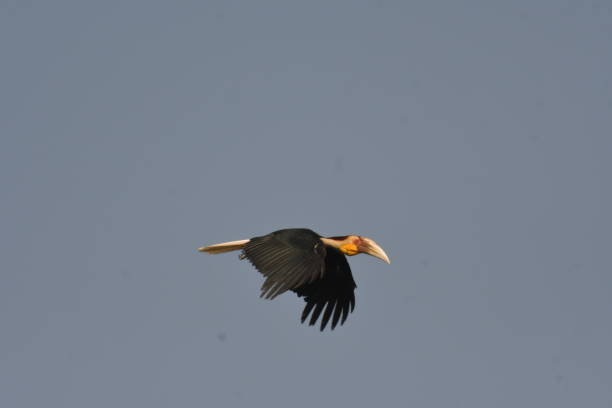 wreathed hornbill - wreathed hornbill - fotografias e filmes do acervo