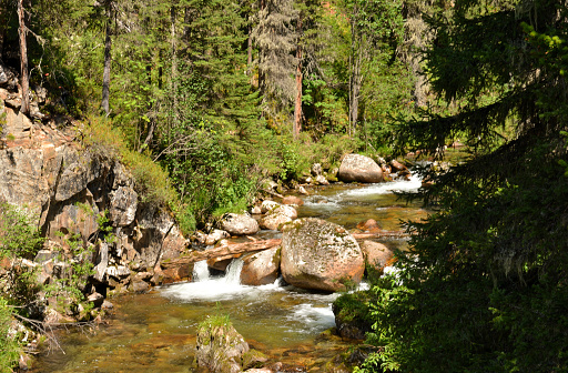 A small rushing mountain stream flows through a dense coniferous forest, skirting stones and fallen trees on a sunny summer day. Taigish River, Ergaki Natural Park, Krasnoyarsk Territory, Siberia, Russia.