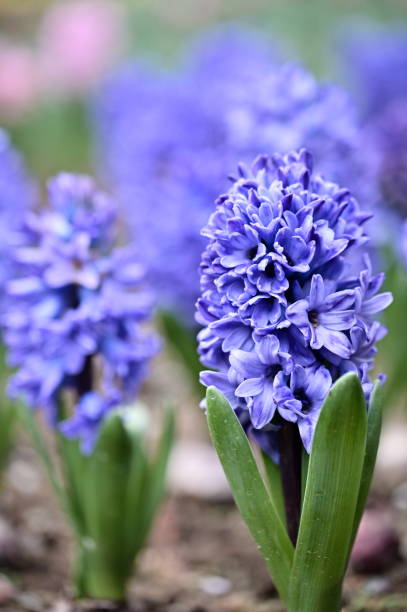 istock Purple Hues Bathed in Spring Sun 2111012034