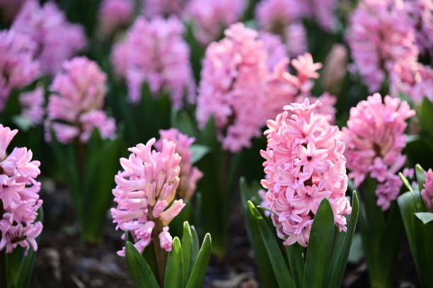 istock Pink Hyacinths in Spring Sunshine 2111012567