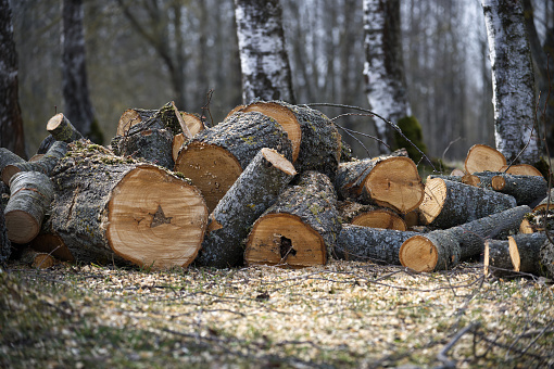 Significant amount of freshly cut logs piled up in a forest clearing variety of tree trunks of different sizes and some remaining trees of various heights and forms, contributing to somber atmosphere