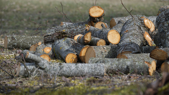 Large pile of cut tree logs at various sizes and branches scattered across a grassy area within a woodland setting